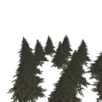 tree forest