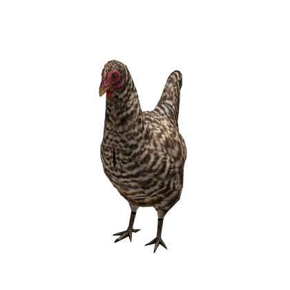 Chicken Suit