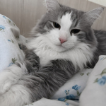 Chubby Kitten