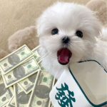 Snoopsie Bling