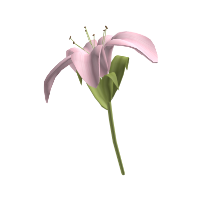 ♡ Large cute pink lily flower 🌸
