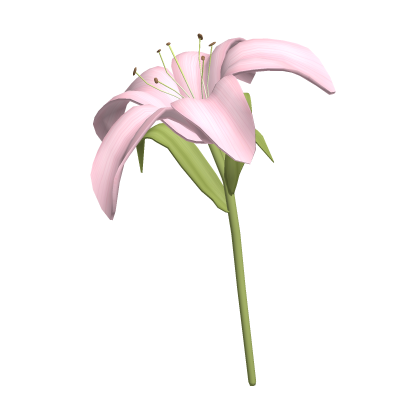 ♡ Large cute pink lily flower at back 🌸