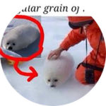 Seals collector