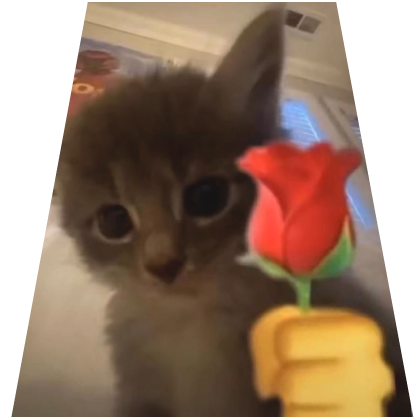 Cute Romantic Cat Cape