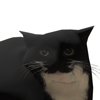 Maxwell the cat