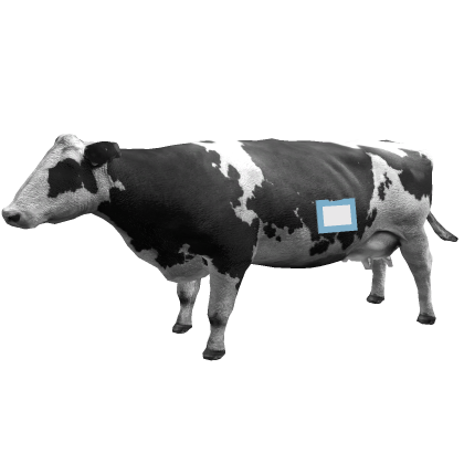 Cow Car