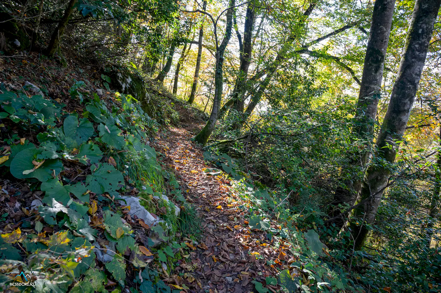 Тропа Абаски