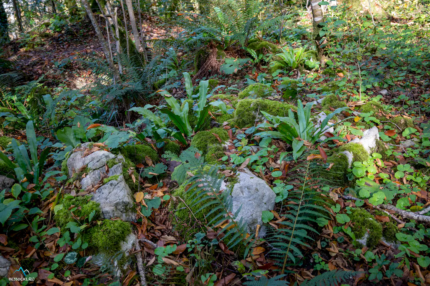 Тропа Абаски