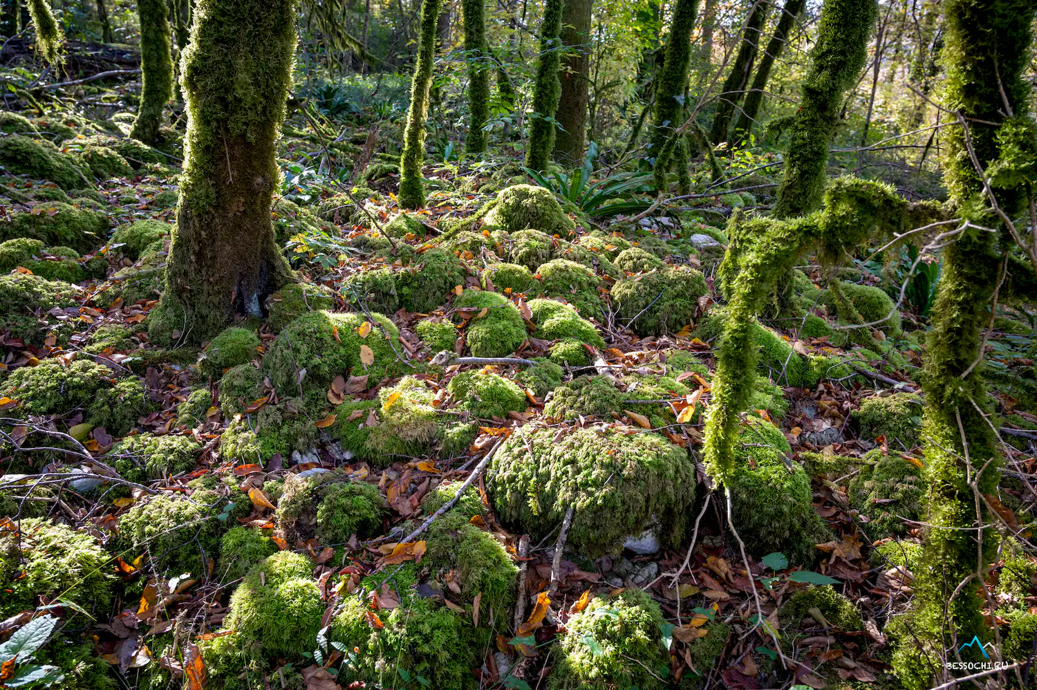 Тропа Абаски