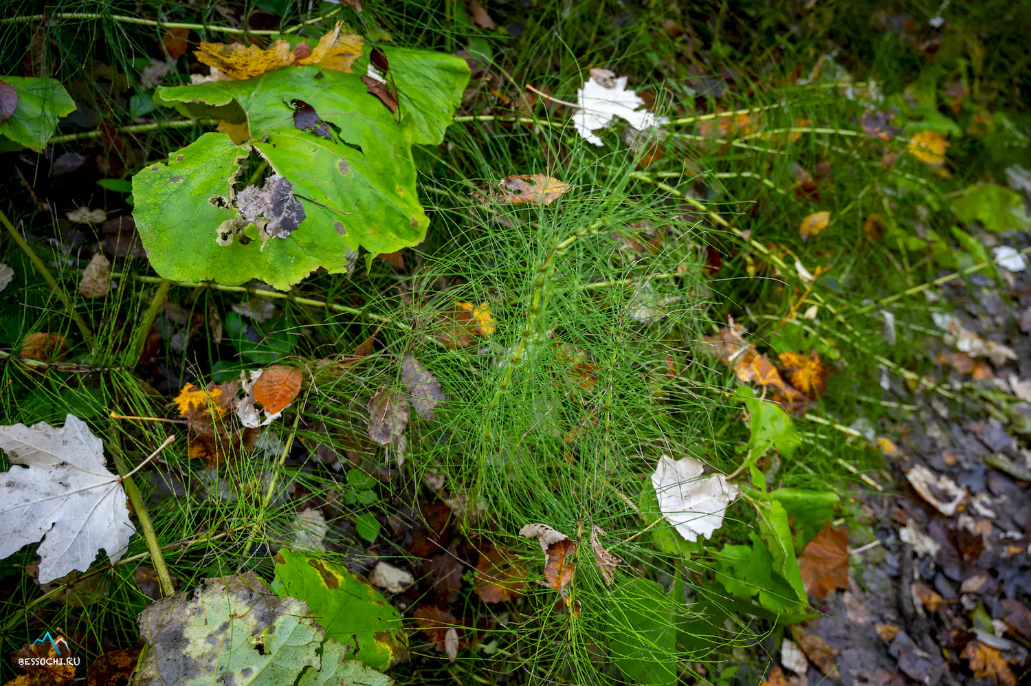 Тропа Абаски