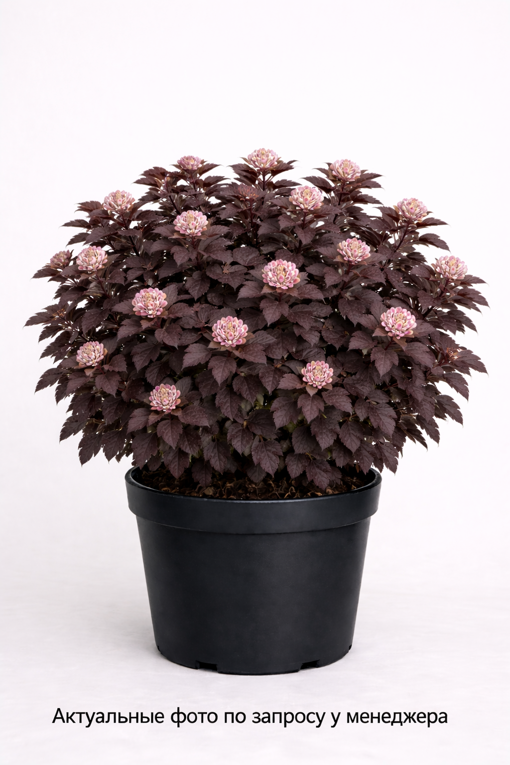 Пузыреплодник калинолистный "Саммер Уайн"