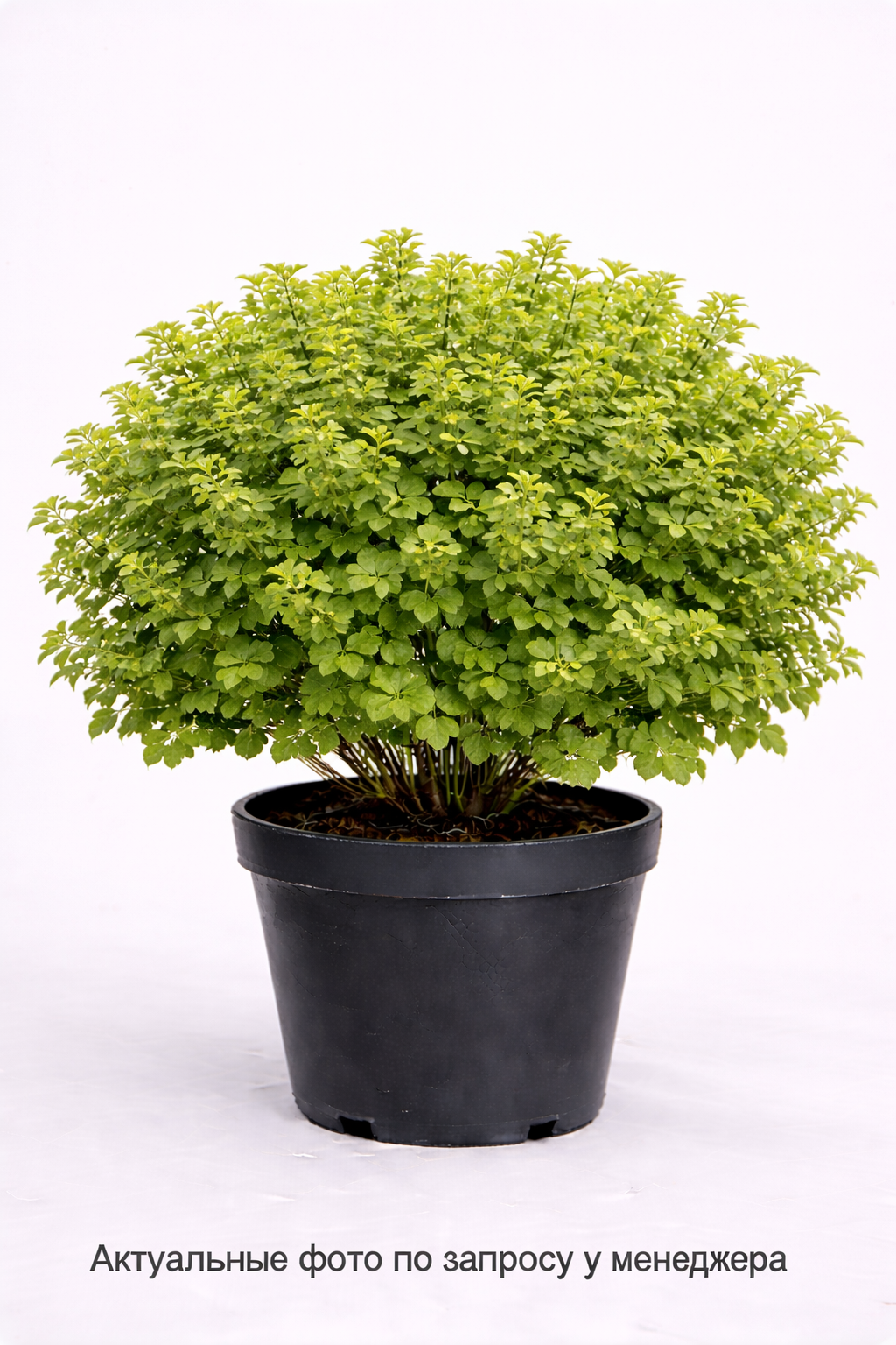 Смородина альпийская "Шмидт"