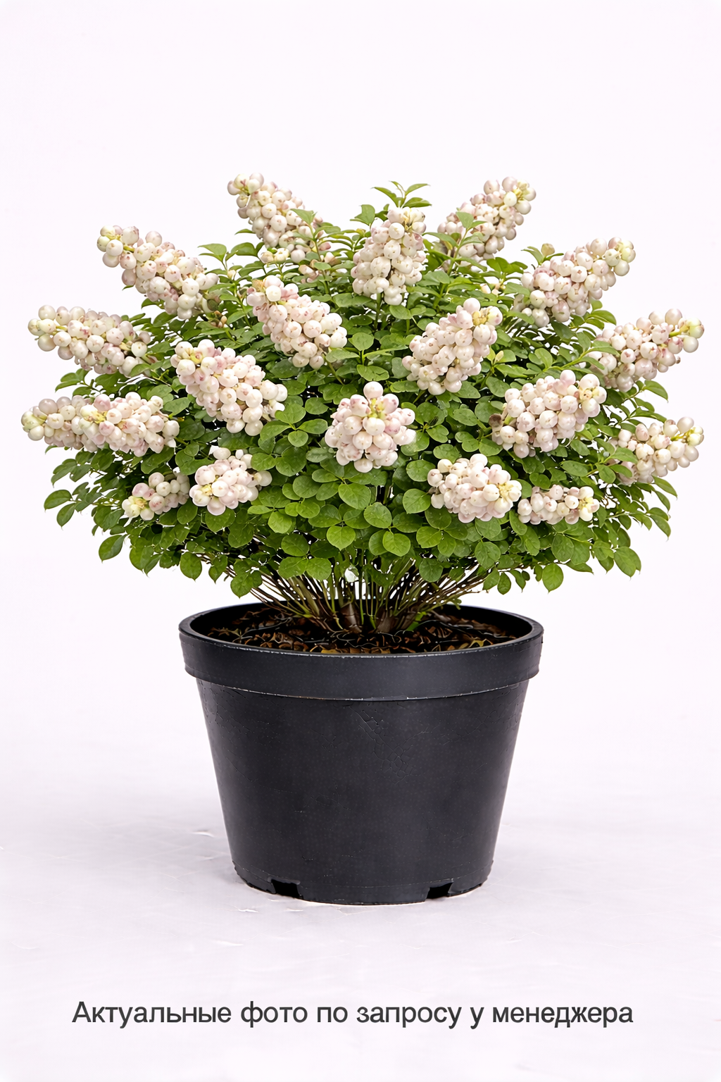 Снежноягодник Доренбоза "Мозер оф Перл"