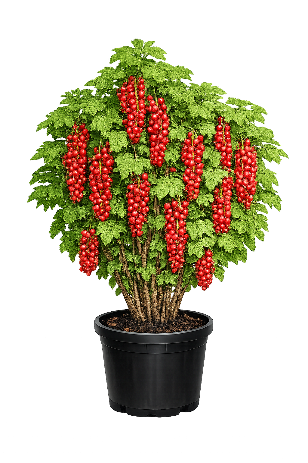 Смородина красная "НАТАЛИ"