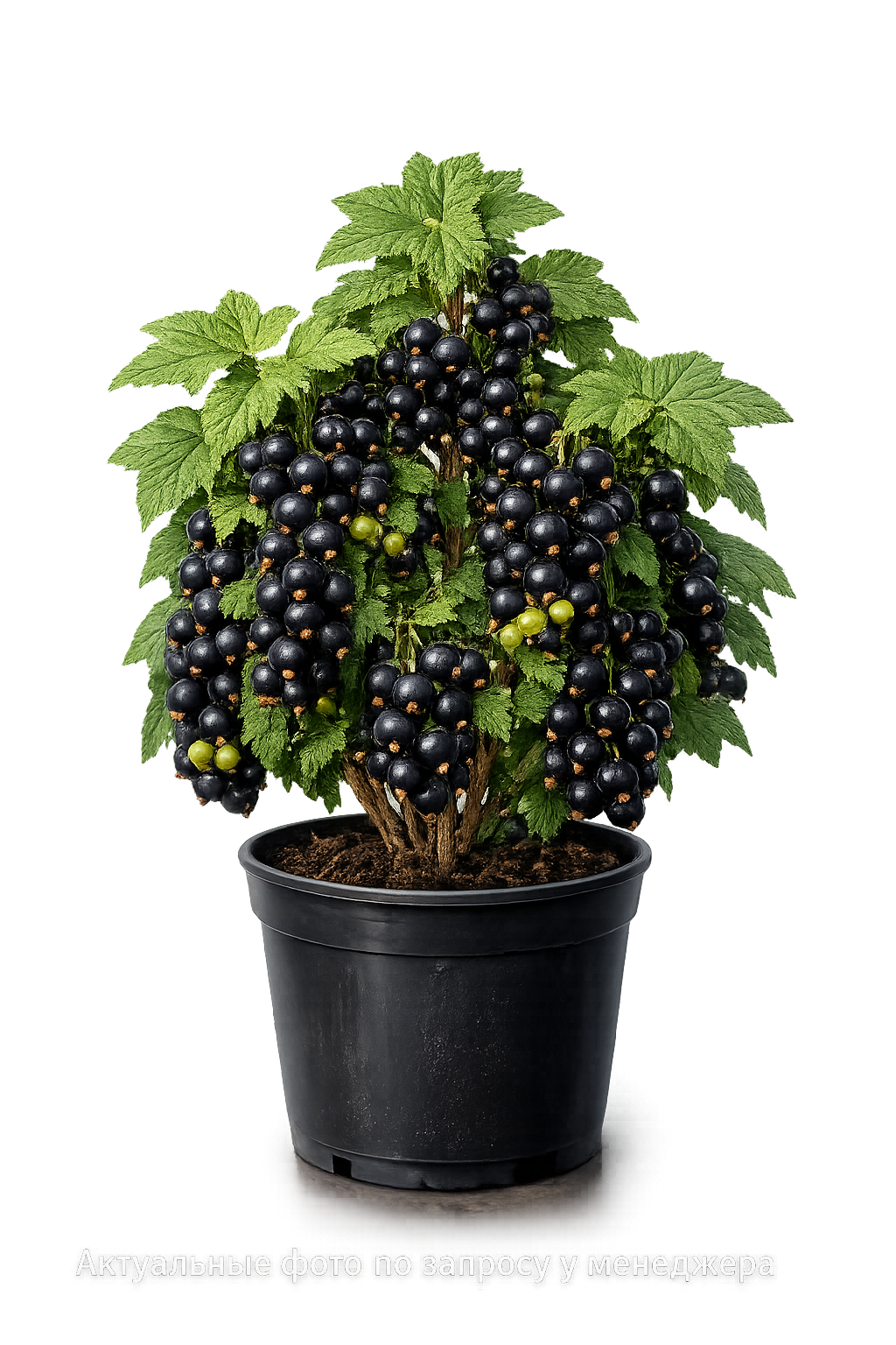 Смородина черная "СЕЛЕЧИНСКАЯ 2"