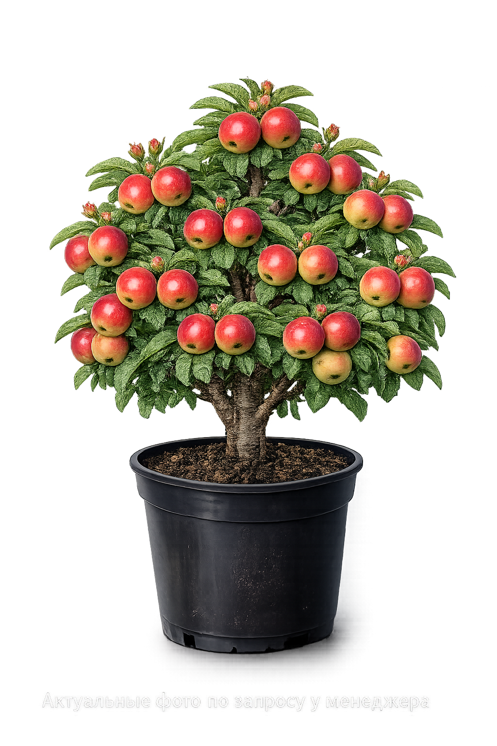 Яблоня домашняя "ЖИГУЛЕВСКОЕ"