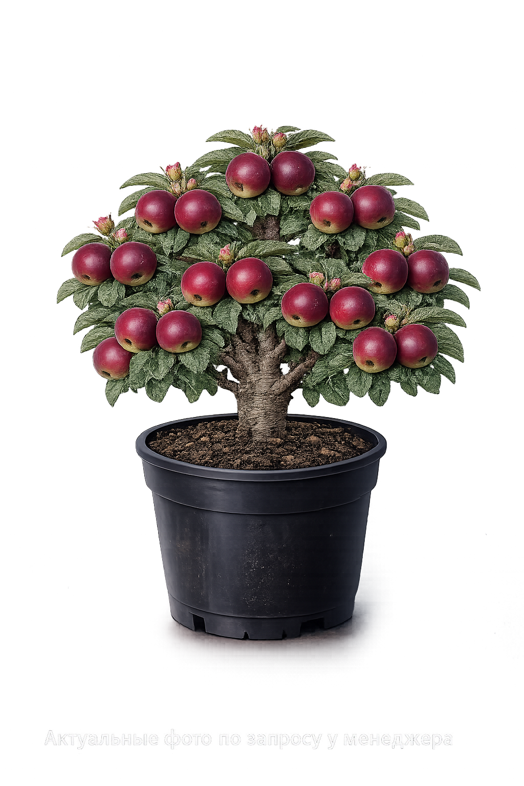 Яблоня домашняя "ИМАНТ"