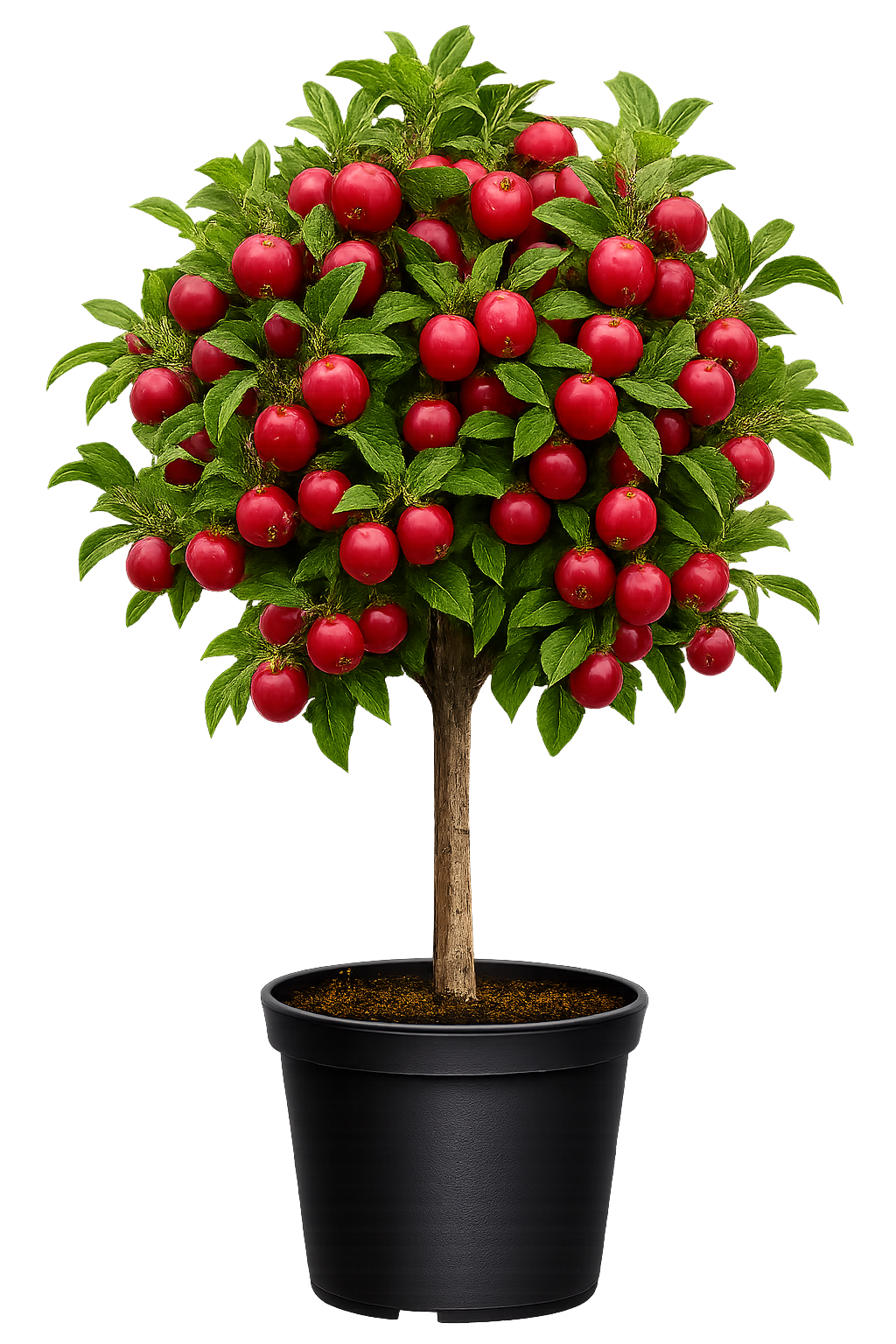 Яблоня домашняя "ЛОБО"