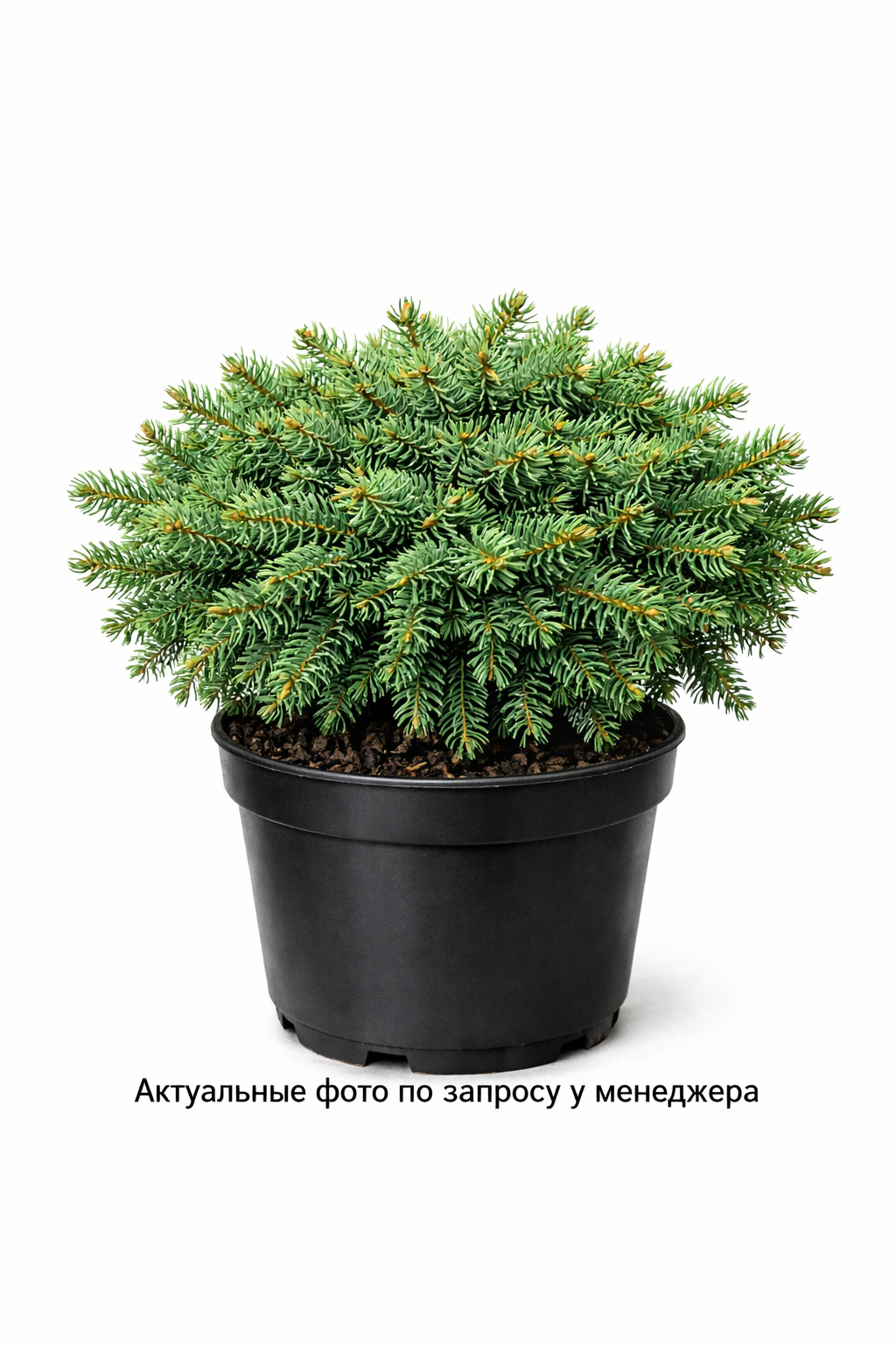 Ель обыкновенная Maxwellii