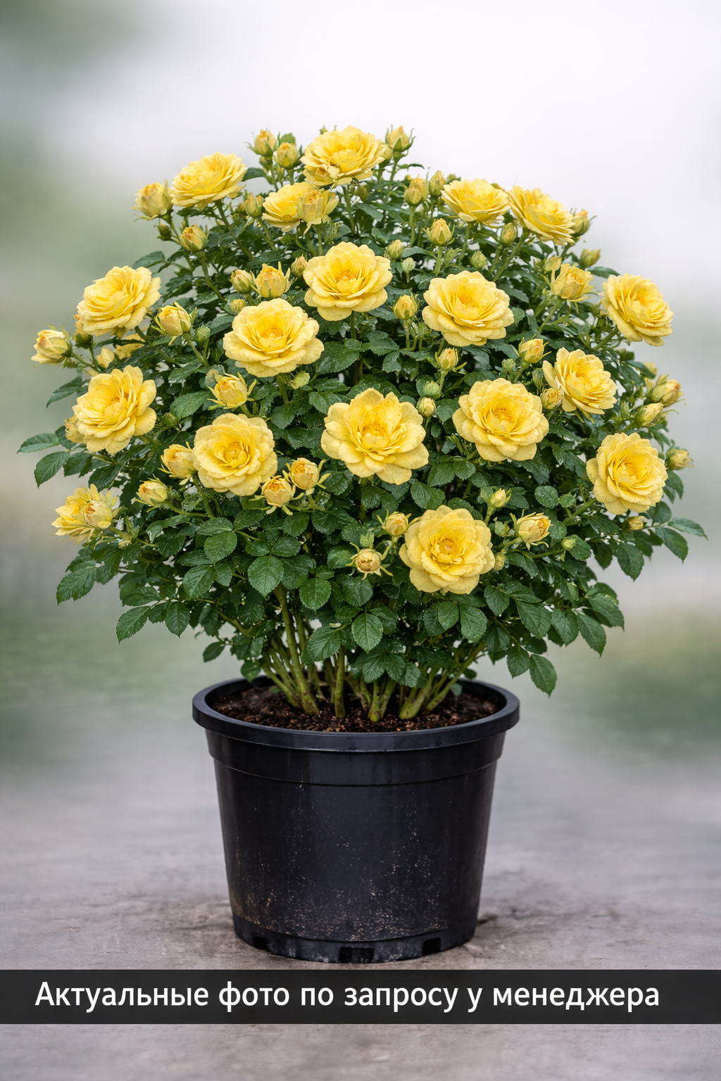 Роза "Надя Мейяндекор" (Почвопокровная)