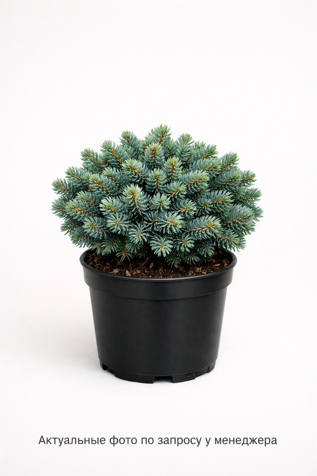 Ель обыкновенная Pumila Glauca