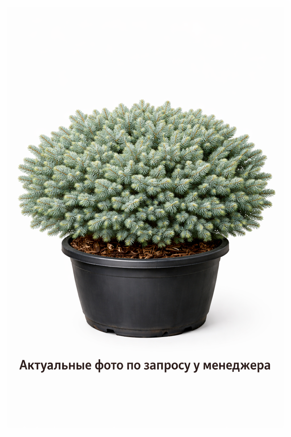 Ель канадская "Эхиниформис"