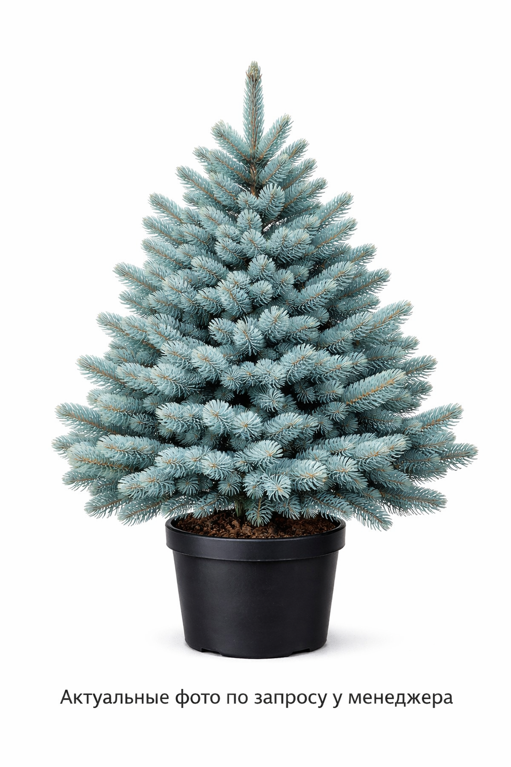 Ель колючая "Блю Даймонд"
