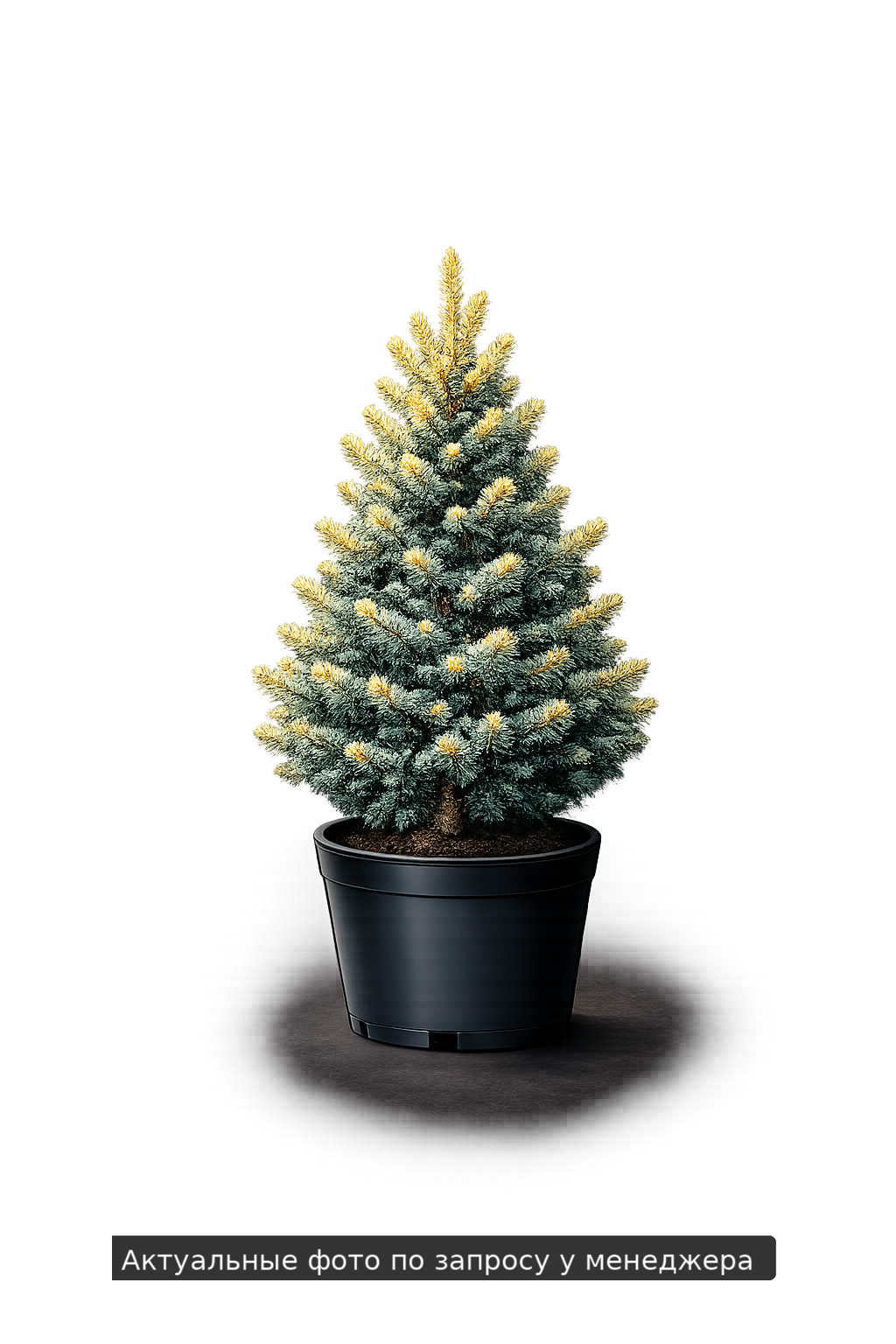Ель колючая "Майголд"
