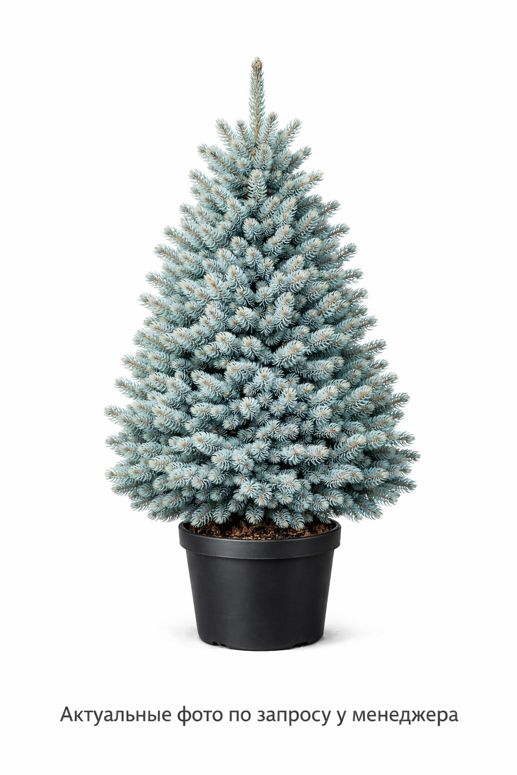Ель колючая "Ольденбург"