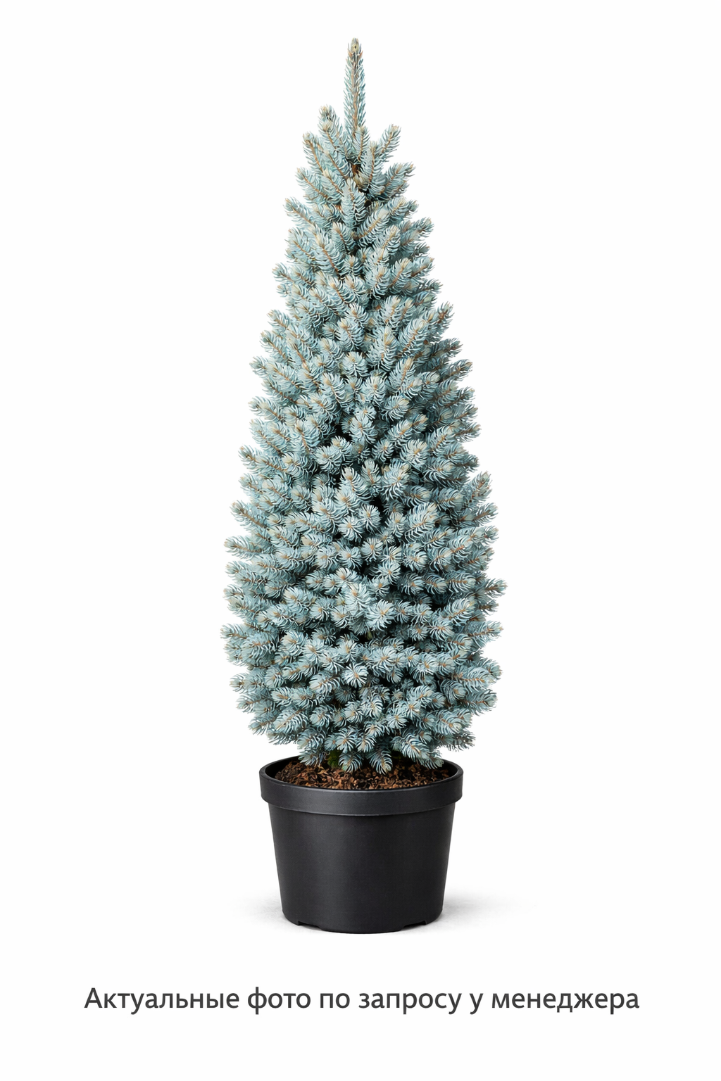 Ель колючая "Фастигиата SDL 1"