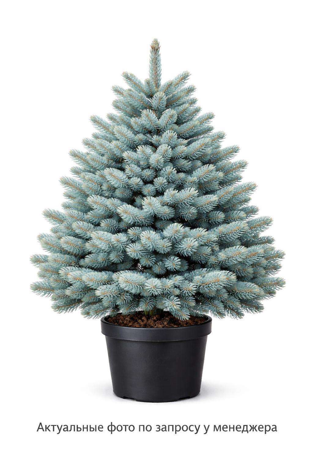 Ель колючая "Фэт Альберт"