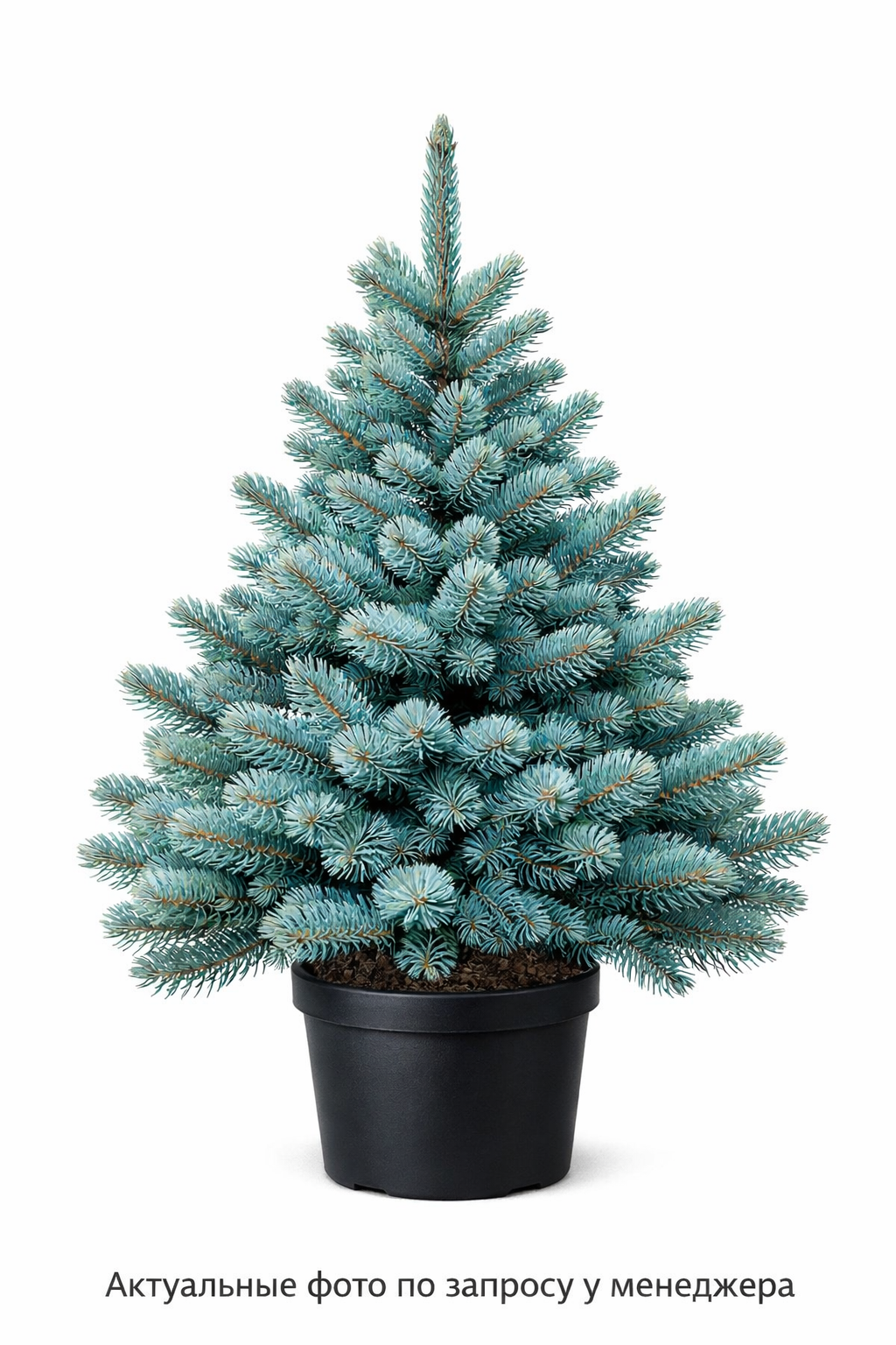 Ель колючая "Эдит"