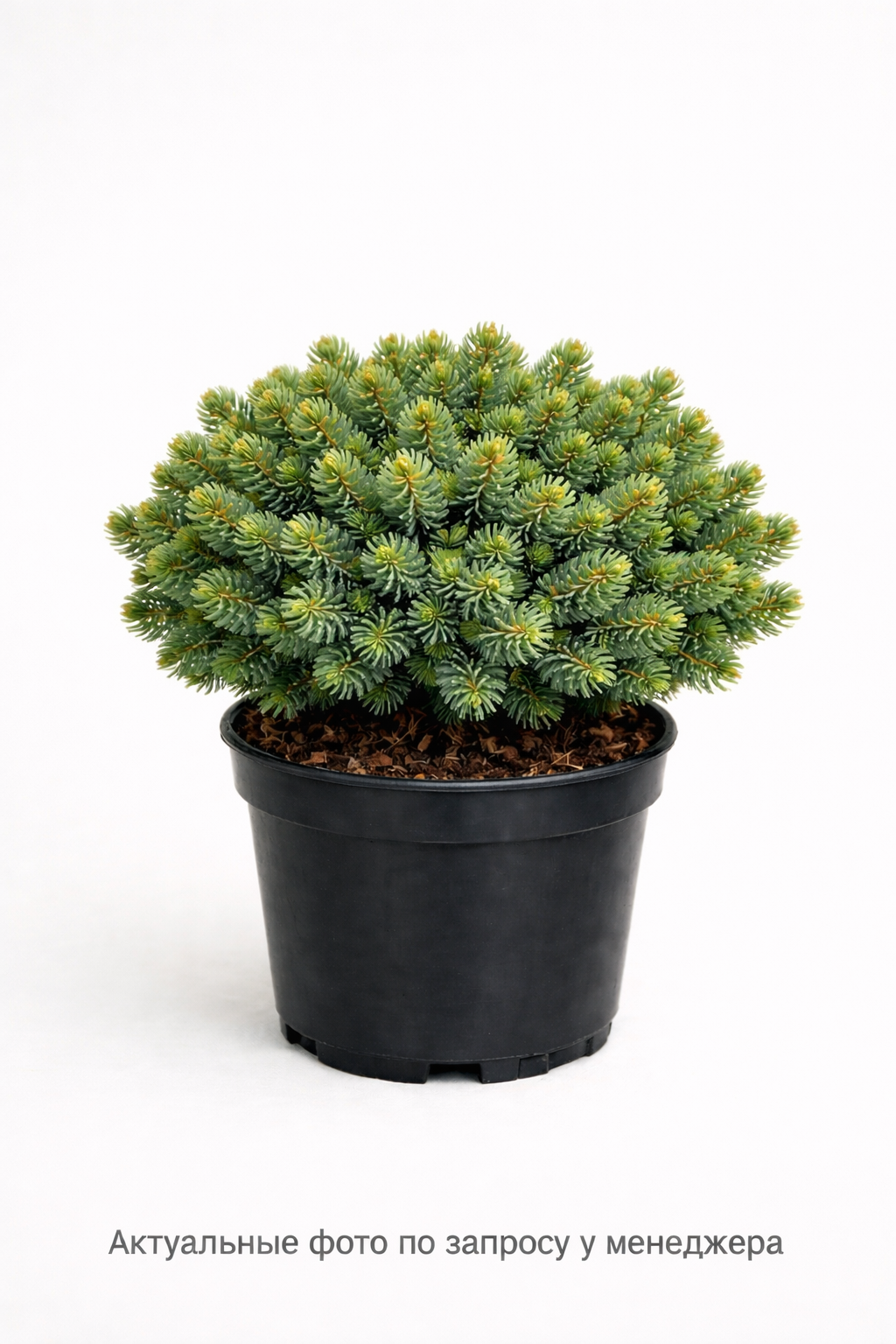 Ель обыкновенная "Томпа"