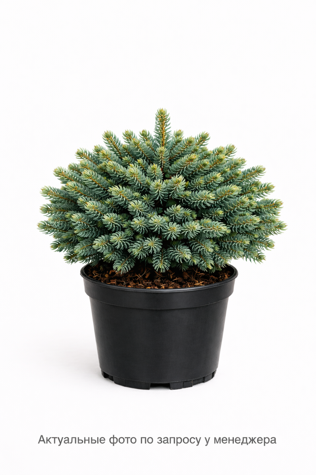 Ель сербская "Нана"