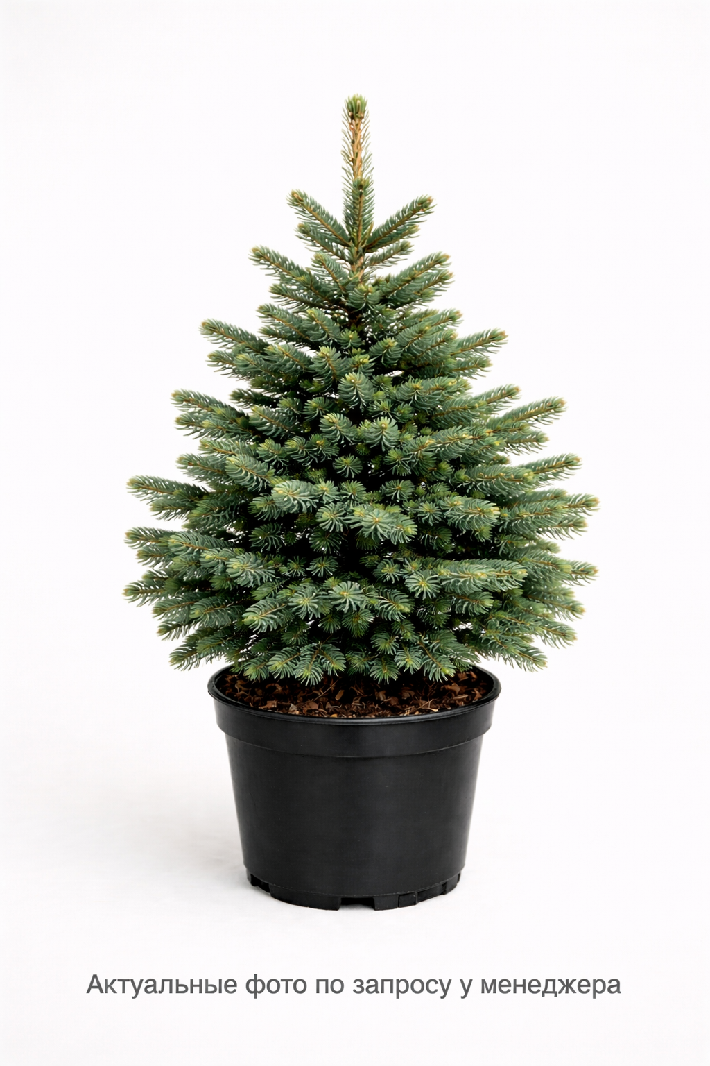 Ель сербская