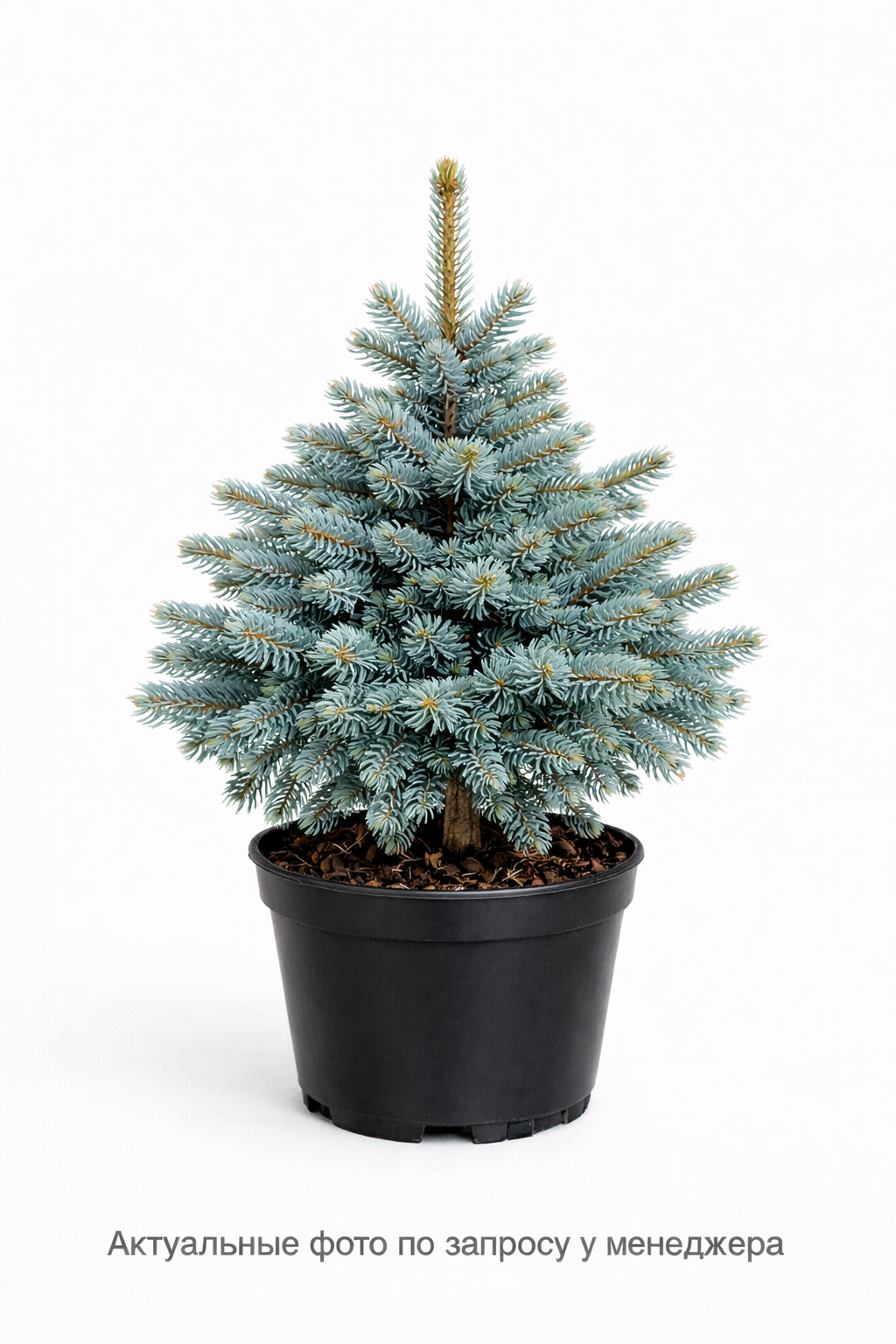 Ель Энгельмана "Глаука"