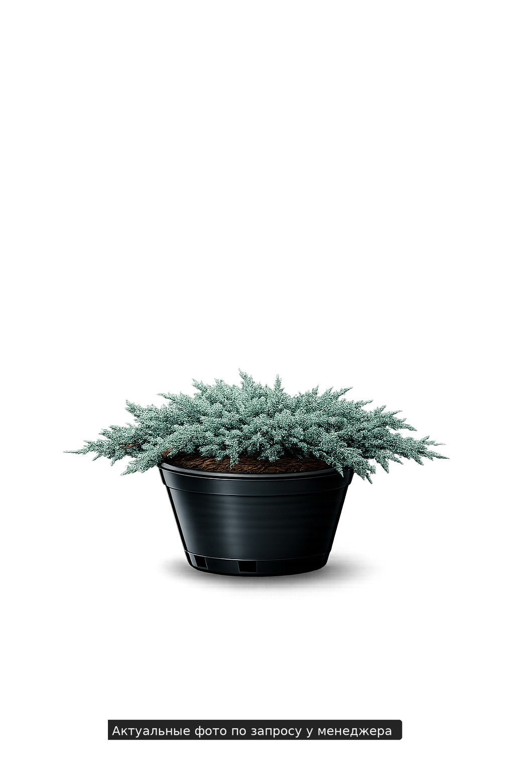 Можжевельник гориз. "Айси Блю"