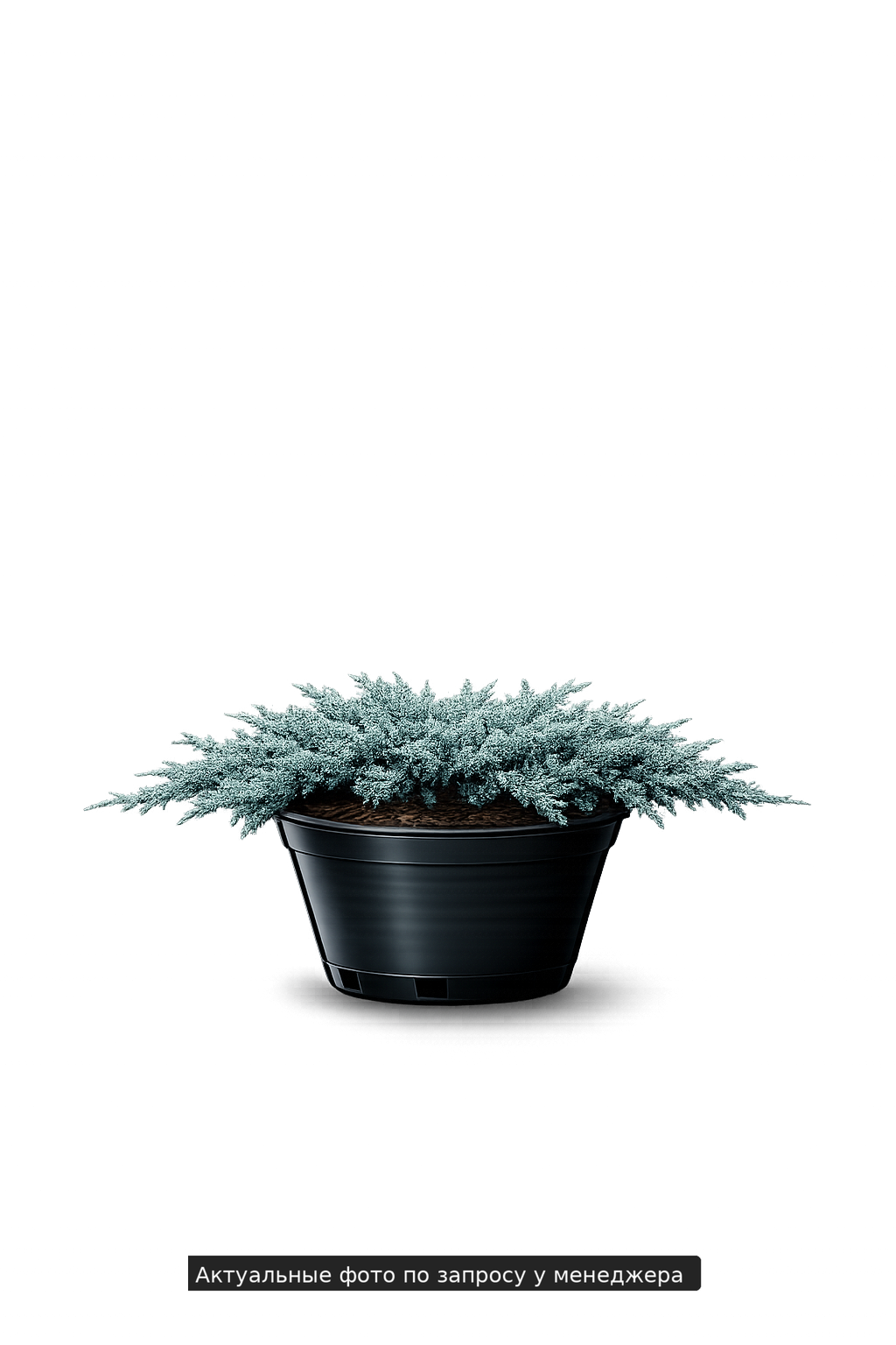 Можжевельник гориз. "Блю Форест"