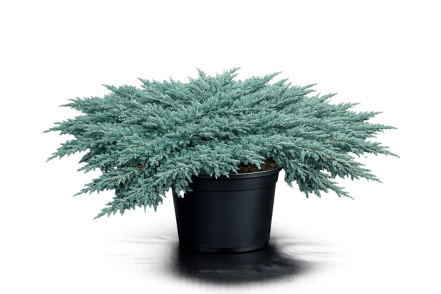 Можжевельник гориз. "Вилтони"