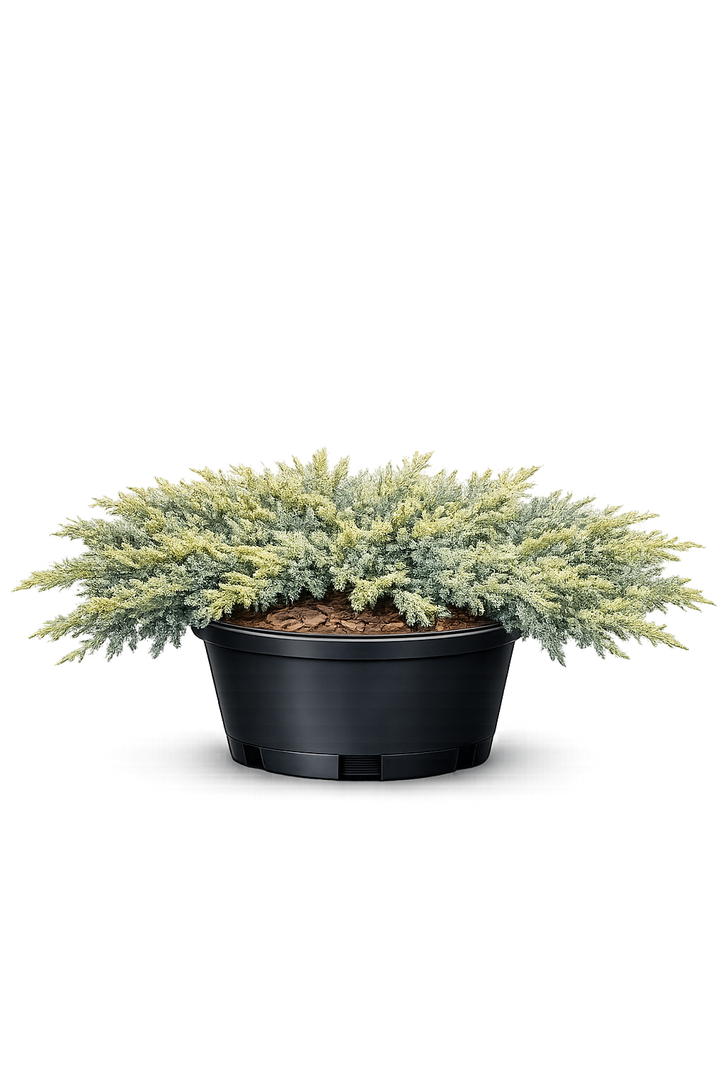 Можжевельник гориз. "Лайм Глоу"