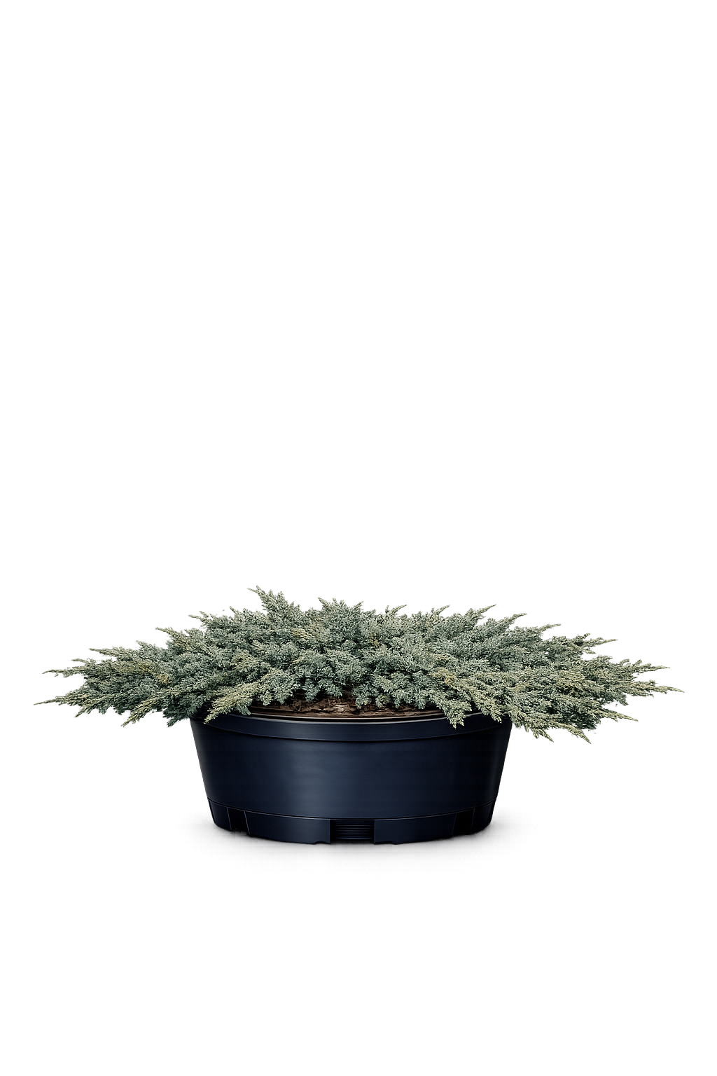 Можжевельник гориз. "Прострата"