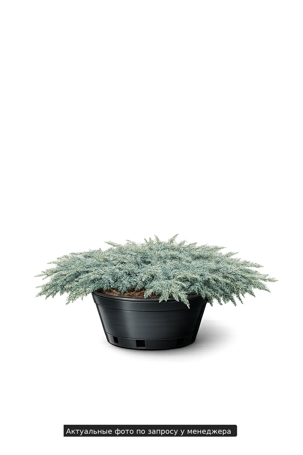 Можжевельник гориз. "Хагес"