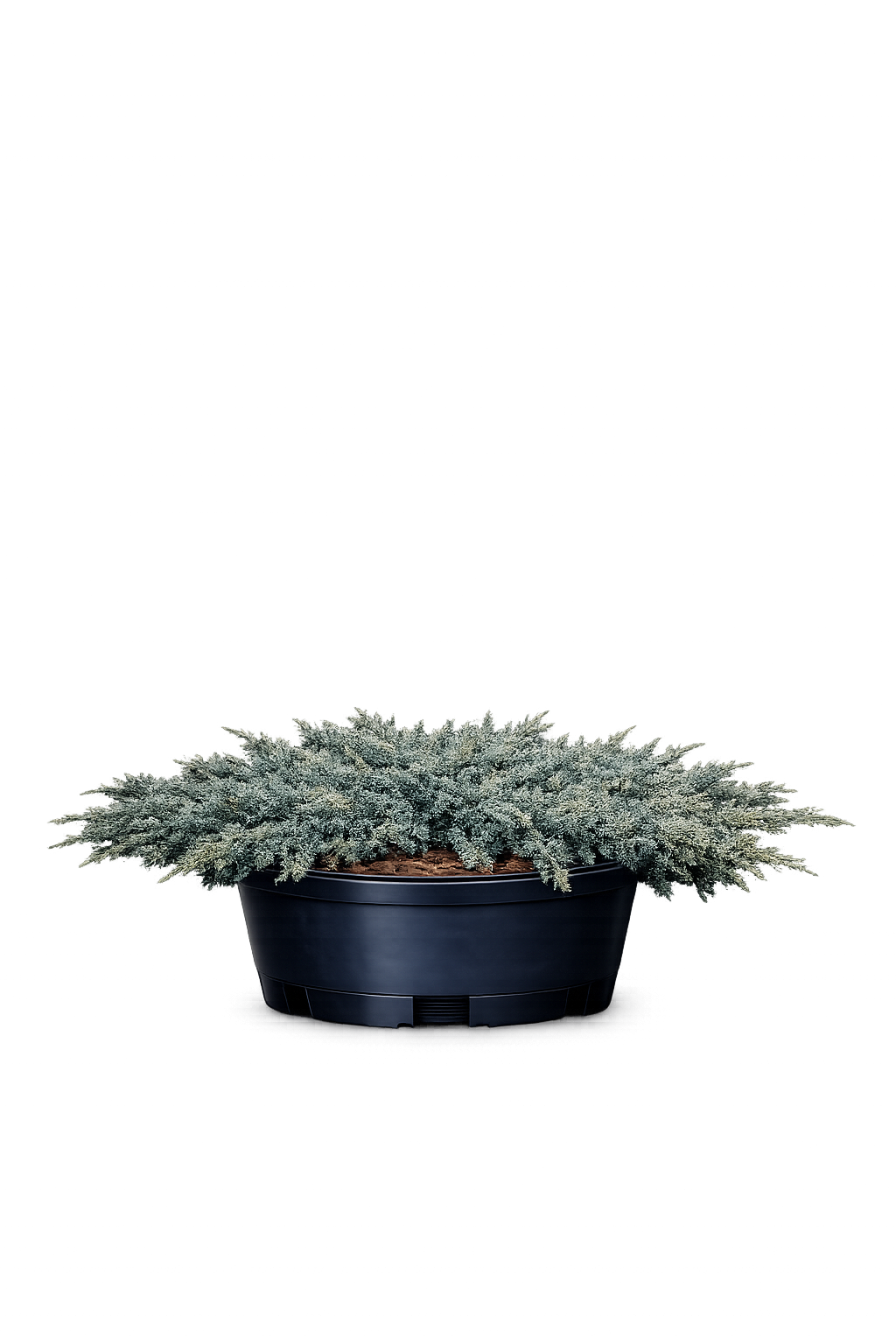 Можжевельник казацкий "Блю Спаркл"