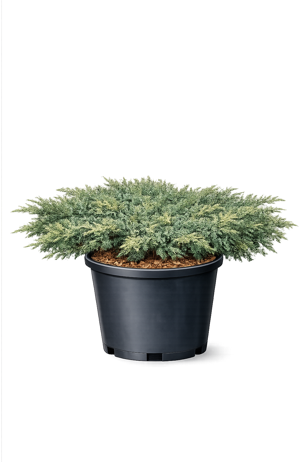 Можжевельник казацкий "Кнап Хилл"