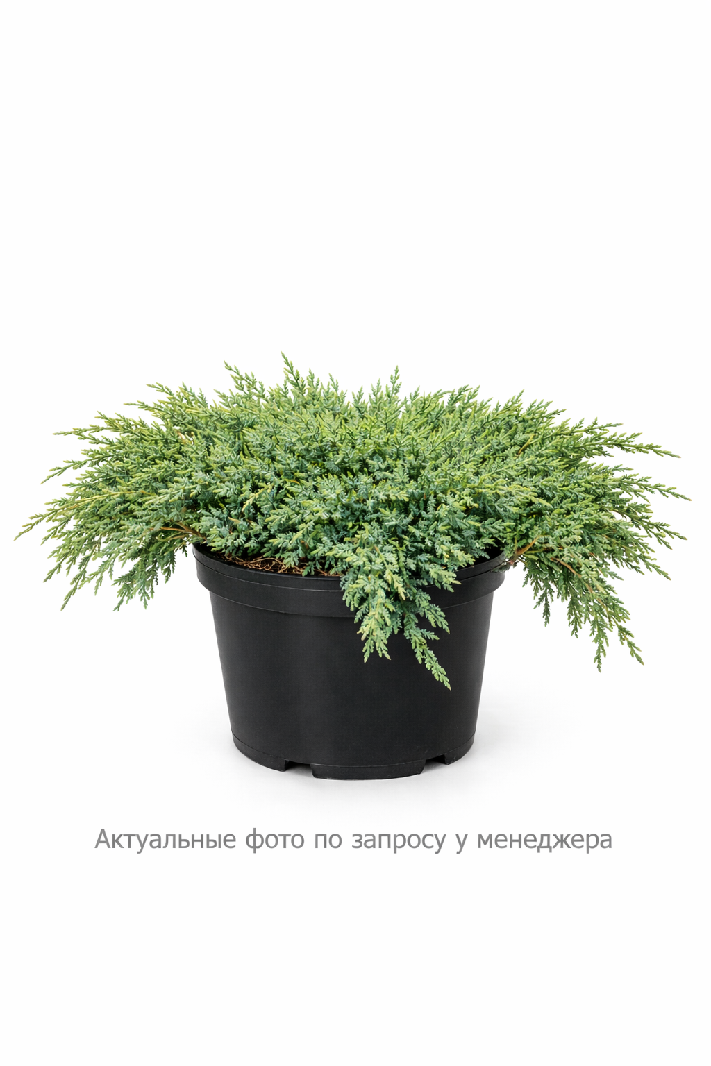 Можжевельник казацкий "Рокери Джем"