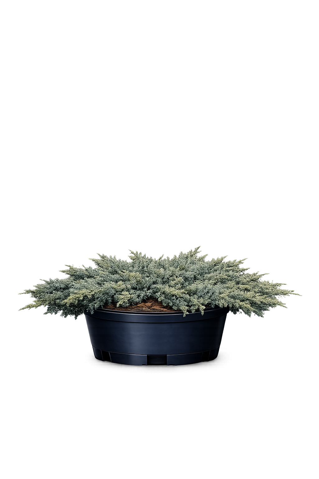 Можжевельник казацкий "Там Ноу Блайт"