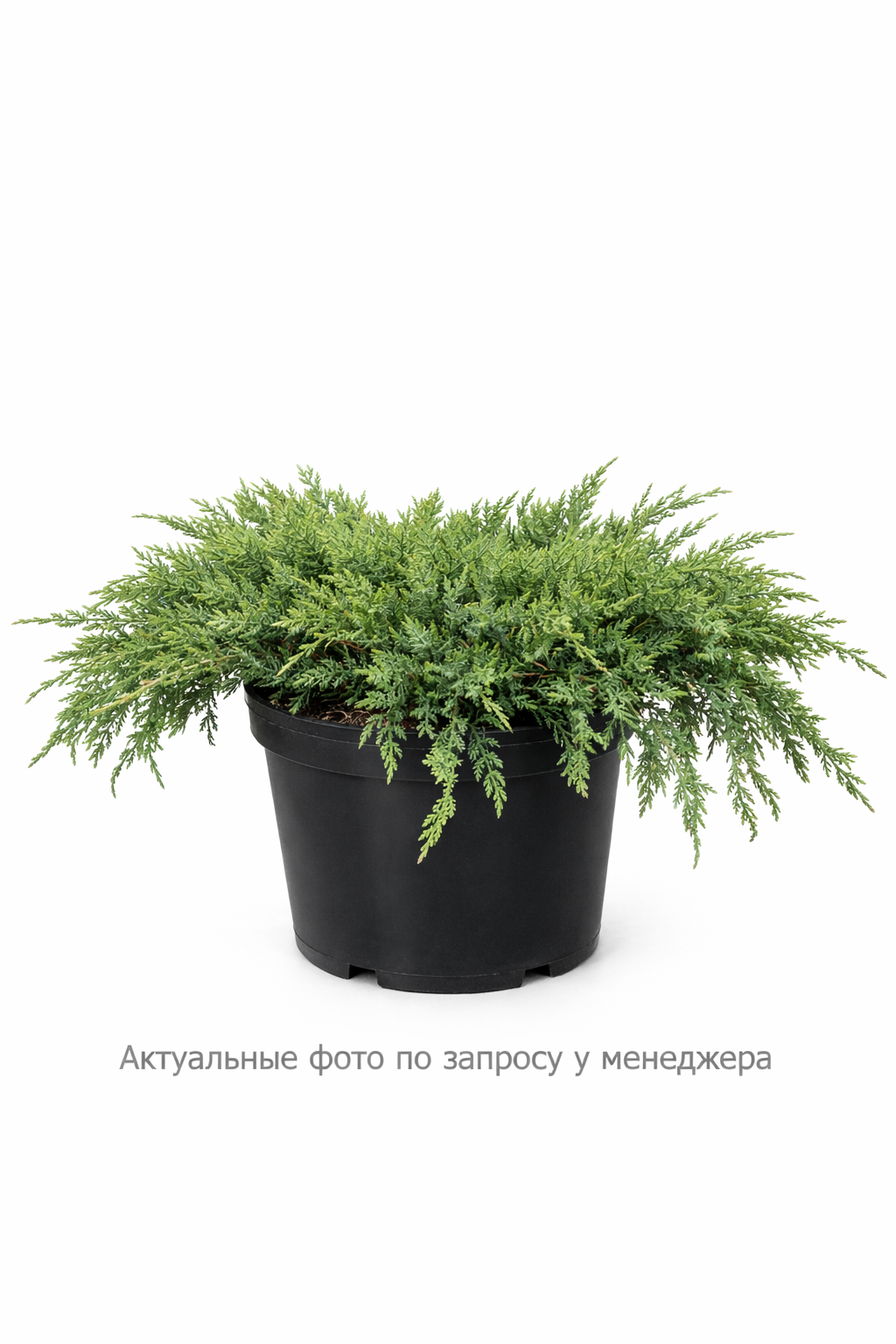 Можжевельник казацкий