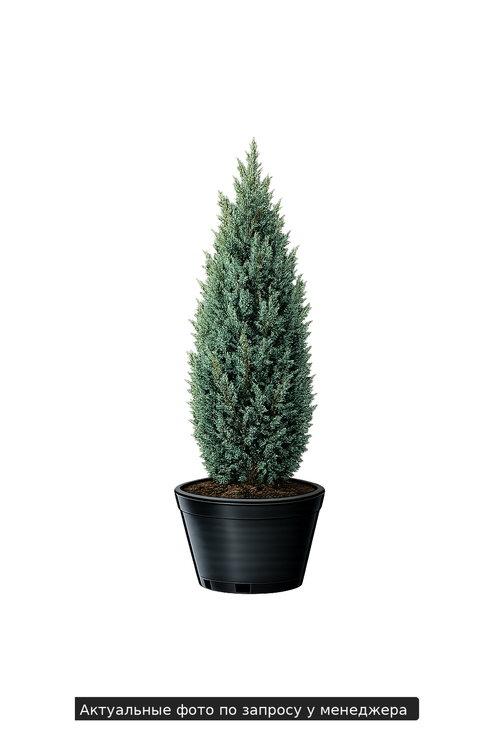 Можжевельник обыкновенный "Хиберника"