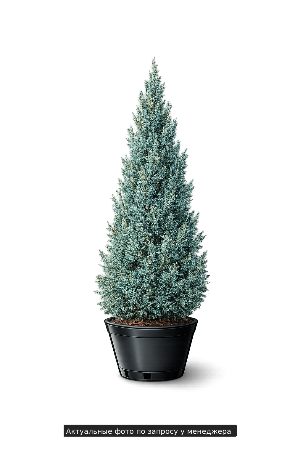 Можжевельник скальный "Блю Хевен"