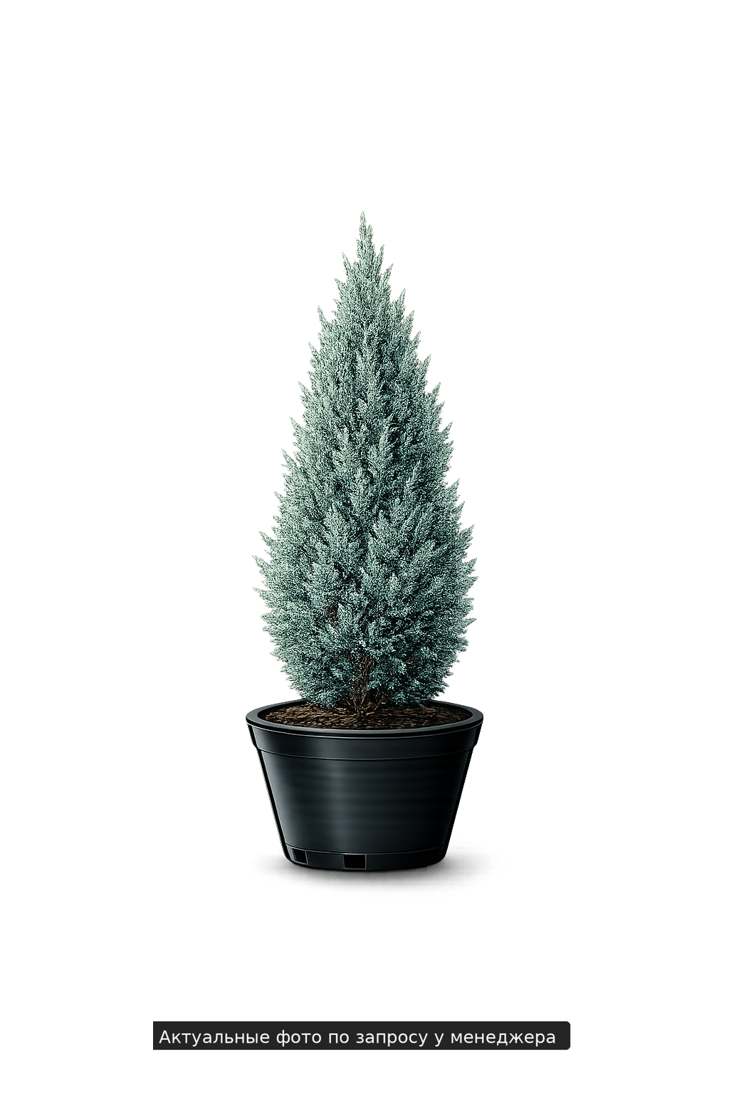 Можжевельник скальный "Моффат Блю"